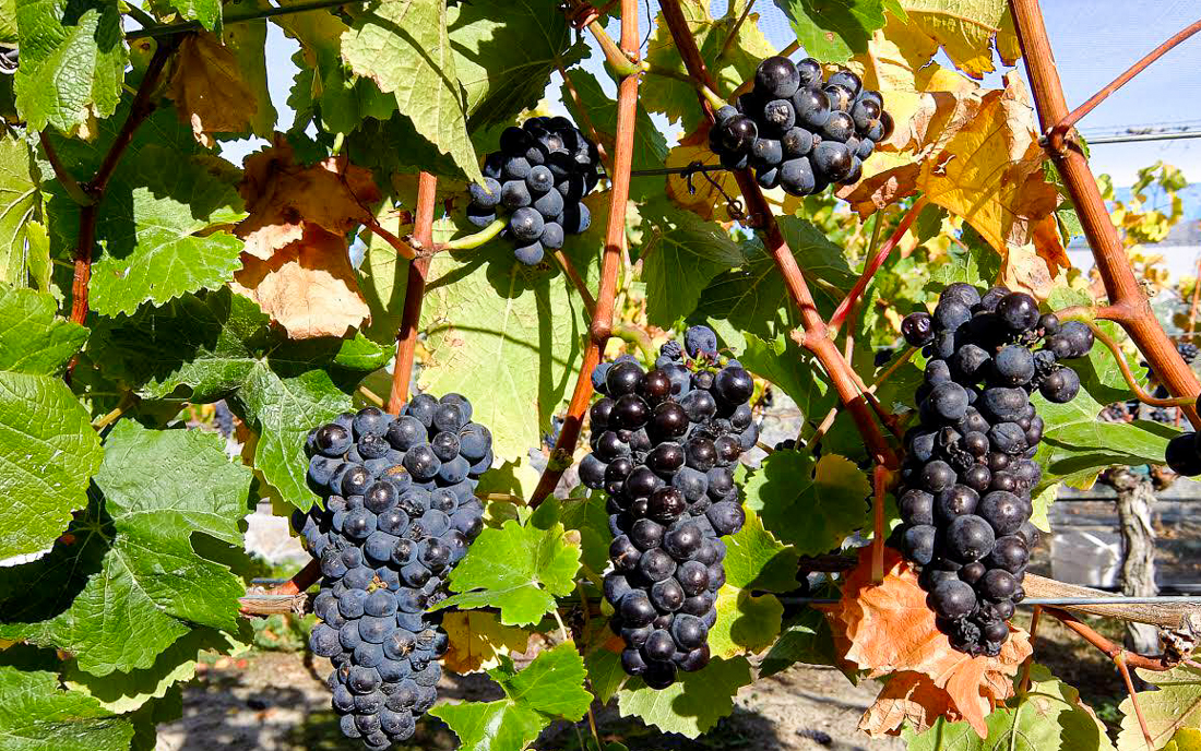 Our Land - DUNBAR ESTATES - Shine basin - Central Otago