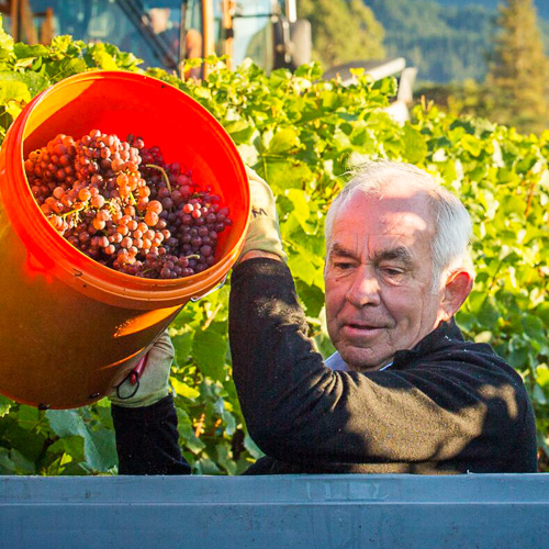Steven Rice - DUNBAR ESTATES wines - Ngatimoti - Motueka - Nelson & Tasman