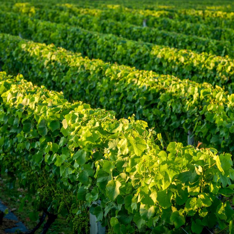 Dunbar_Estates-grapes-005 Our Land - DUNBAR ESTATES - Ngatimoti - Motueka - Nelson-Tasman