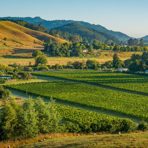 DUNBAR ESTATES wines - Ngatimoti - Motueka - Nelson & Tasman