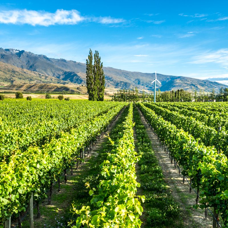 Dunbar_Estates-shine basin- Our Land - DUNBAR ESTATES - Shine basin - Central Otago